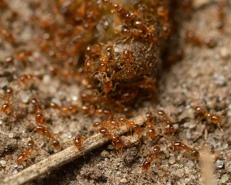 Contra formigas lava-pés, Vigilância Ambiental vai isolar parquinho da Província de Saitama